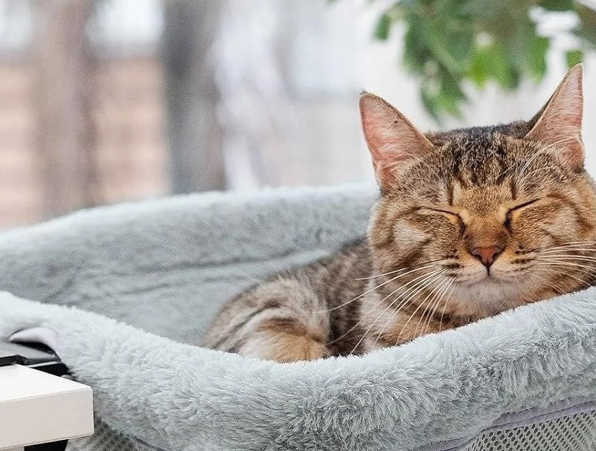 Gatto che dorme nella cuccia da scrivania Belvedere, versione Peluche