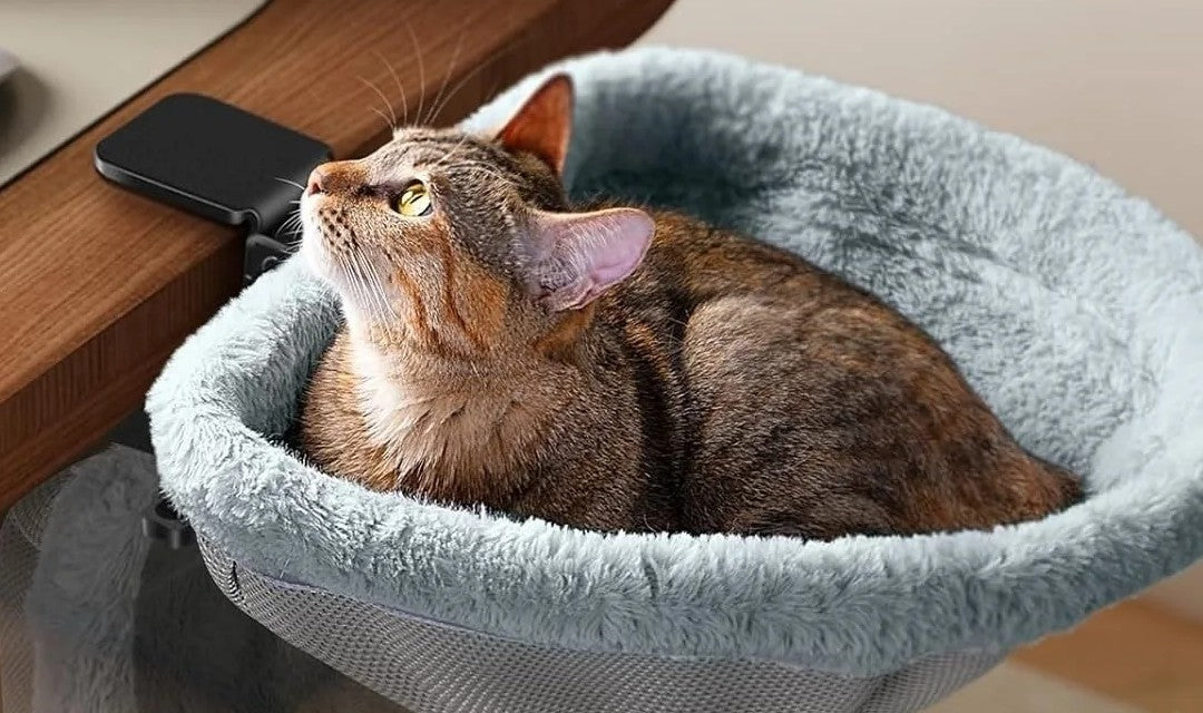 Gatto tigrato nella cuccia Belvedere in peluche grigio, agganciata al bordo di una scrivania in legno